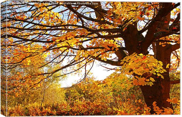 Beautiful Autumnal maple. Motherwell Park, Scotlan Canvas Print by Malgorzata Larys