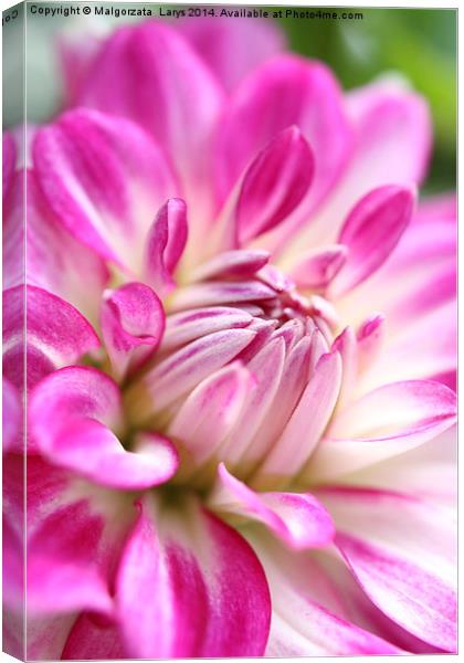 pink dahlia flower background Canvas Print by Malgorzata Larys