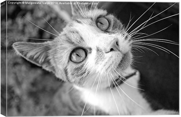 Lovely, cute cat looking into camera Canvas Print by Malgorzata Larys