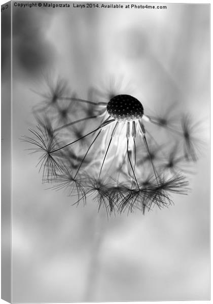 Macro dandelion in black and white Canvas Print by Malgorzata Larys