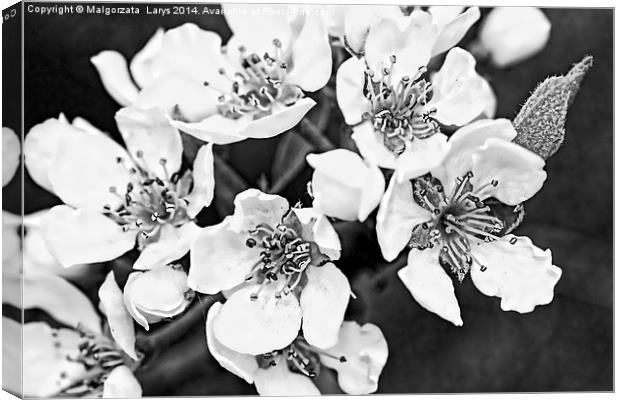 Pear tree blooming flowers macro Canvas Print by Malgorzata Larys