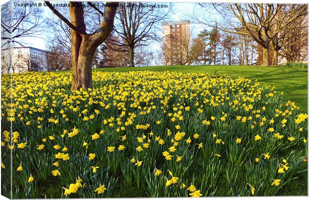 Meadow of daffodiles in the park Canvas Print by Malgorzata Larys