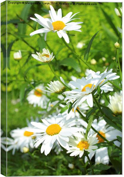Summer meadow of daisies Canvas Print by Malgorzata Larys