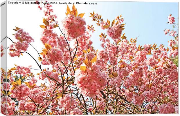 Blooming pink cherry tree in the park Canvas Print by Malgorzata Larys