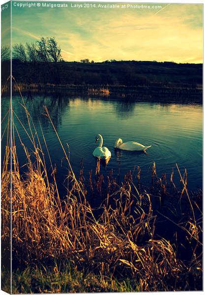  Swans Canvas Print by Malgorzata Larys