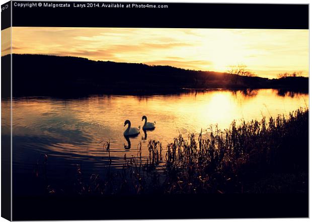 Two swans in the evening on the Forth and Clyde C Canvas Print by Malgorzata Larys