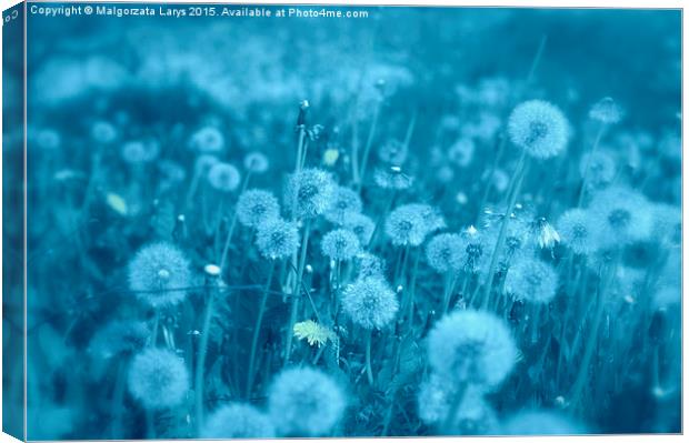 Beautiful dreamy dandelions in blue Canvas Print by Malgorzata Larys