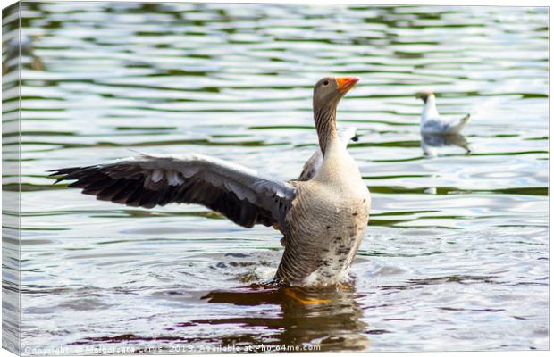 Gray goose on the lake in Coatbridge, Scotland Canvas Print by Malgorzata Larys