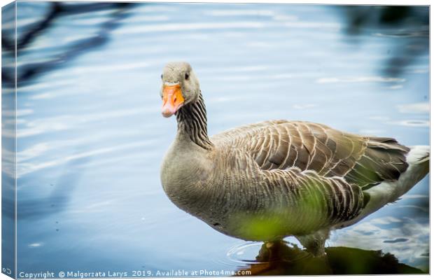 Gray goose on canal water Canvas Print by Malgorzata Larys