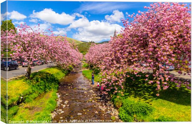 Magical Japanese cherry trees in Scotland  Canvas Print by Malgorzata Larys