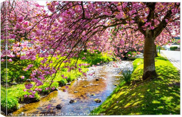 Spring at the river in Scotland Canvas Print by Malgorzata Larys