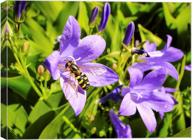 Hoverfly Canvas Print by Ellie Rose