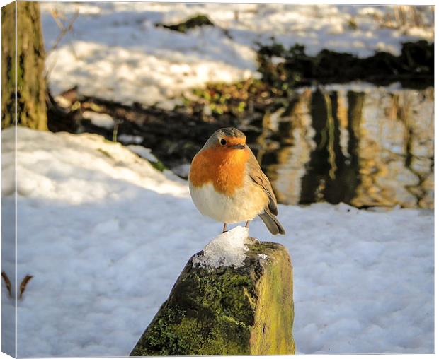 Robin on an Icy Rock Canvas Print by Ellie Rose