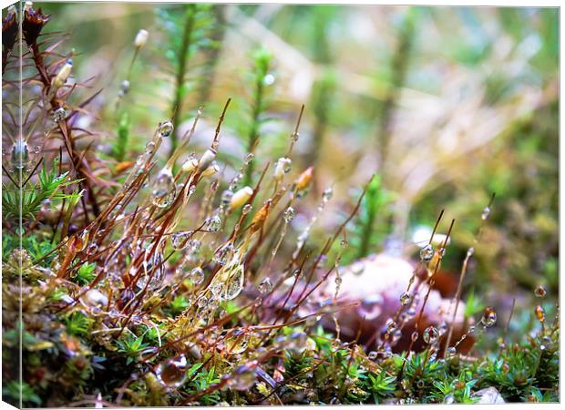 Morning Dew Canvas Print by Ellie Rose