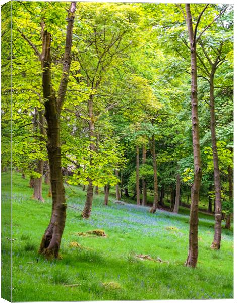 Bluebell Woods Canvas Print by Ellie Rose