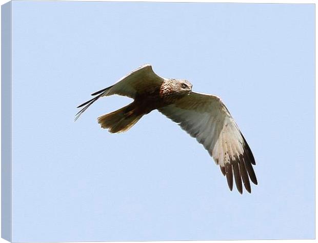 Marsh Harrier Canvas Print by John Ball