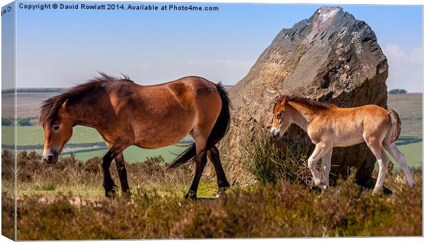 Exmoor Mare and Foal Canvas Print by Dave Rowlatt