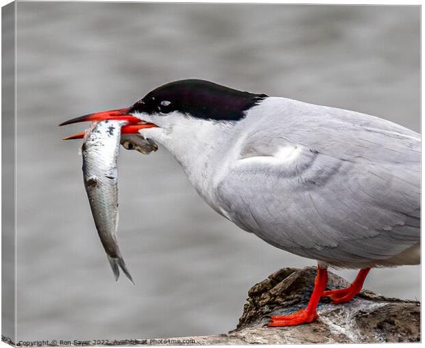 Artic Tern Canvas Print by Ron Sayer