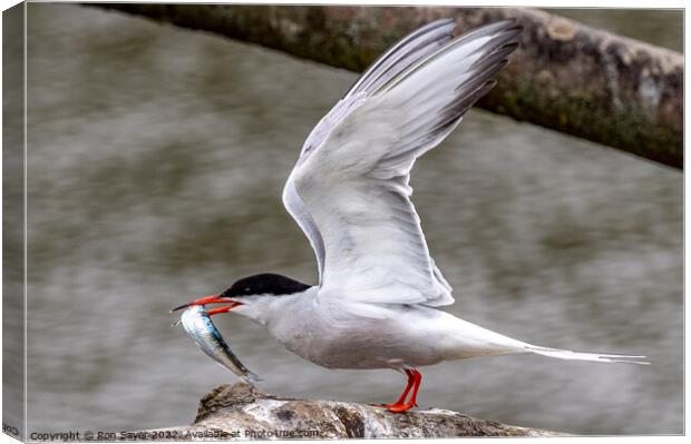 Artic Tern whith fish Canvas Print by Ron Sayer
