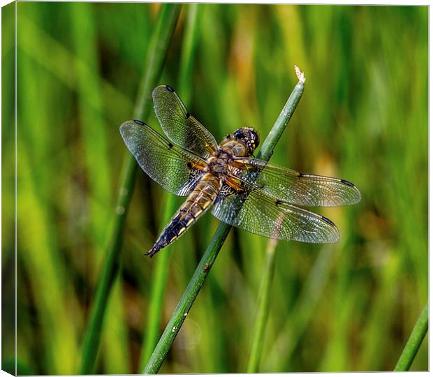 Four Spotted Chaser( libellula quadrimaculata) Canvas Print by Ron Sayer
