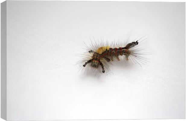  Western Tussock Moth Caterpillar Canvas Print by Ron Sayer