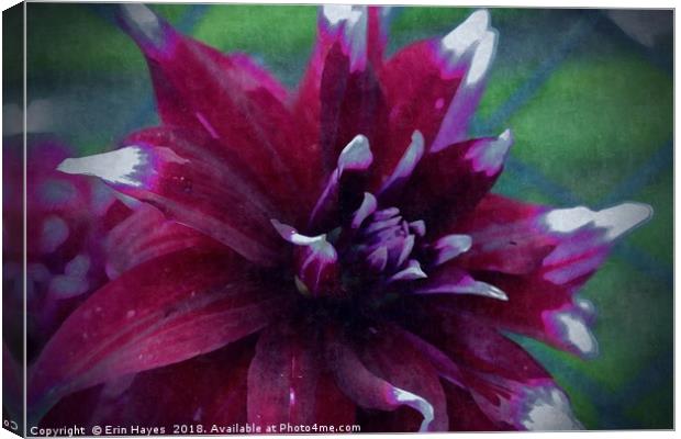 Red Dahlia on Silk Canvas Print by Erin Hayes