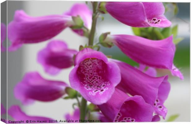 Pretty Pink Foxglove Canvas Print by Erin Hayes