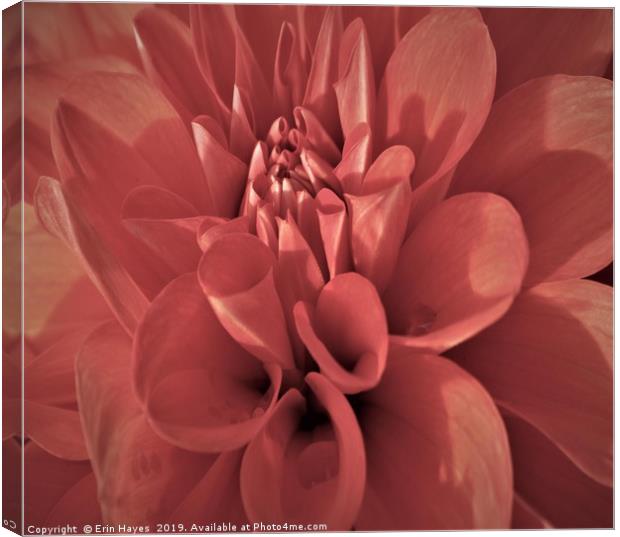 Downtown Dahlia Canvas Print by Erin Hayes
