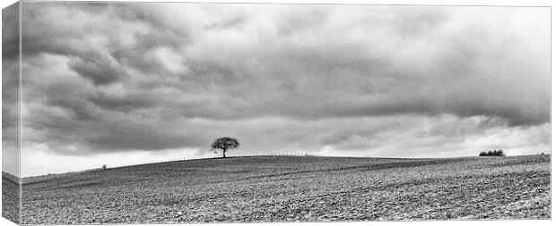  Lone Tree Canvas Print by Ian Young