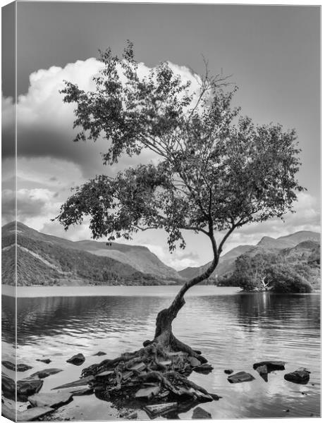 The famous lone tree at Llyn Pardarn Canvas Print by Mark Godden