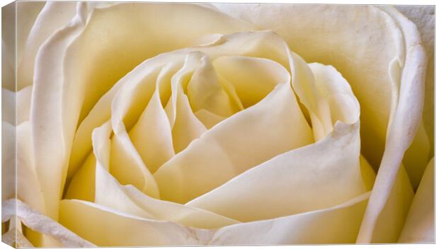 A close up of a rose Canvas Print by Mark Godden
