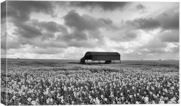 Rapeseed in monochrome.  Canvas Print by Mark Godden