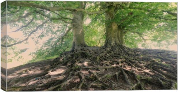 Avebury Beech Trees Canvas Print by Mark Godden