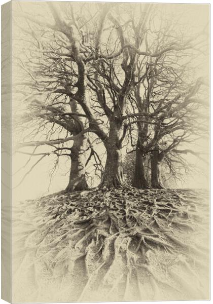 Sepia Beech Trees Canvas Print by Mark Godden