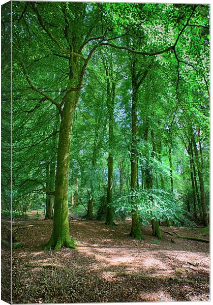  Thorncombe Woods Canvas Print by Mark Godden
