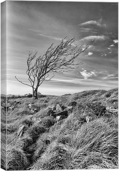  A lone tree on Dorset's Tyneham Cap. Canvas Print by Mark Godden