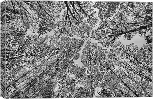  Trees in mono. Canvas Print by Mark Godden