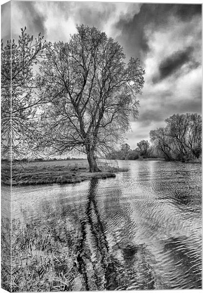 Grantchester Tree in mono. Canvas Print by Mark Godden