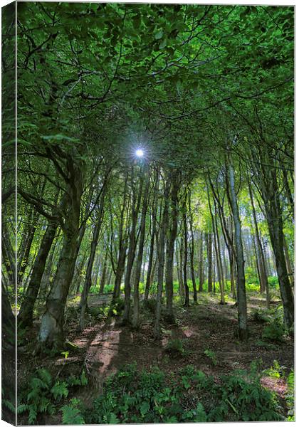  Langdon Woods in Dorset.  Canvas Print by Mark Godden