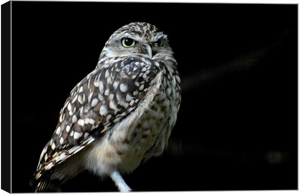  Owl with a Scowl Canvas Print by David Brotherton