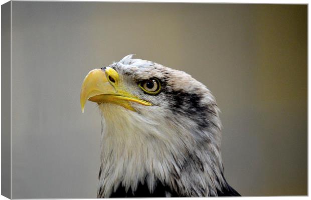  Grumpy Bald Eagle Canvas Print by David Brotherton