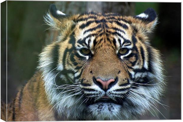 Eye Of The Tiger Canvas Print by David Brotherton