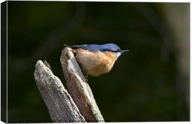 Cheeky Nuthatch Canvas Print by David Brotherton