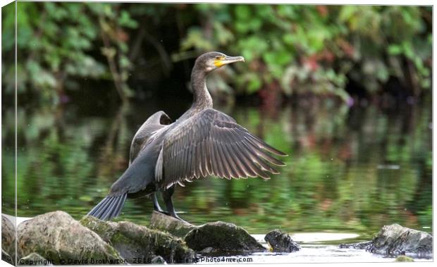 Cormorant On The River Canvas Print by David Brotherton