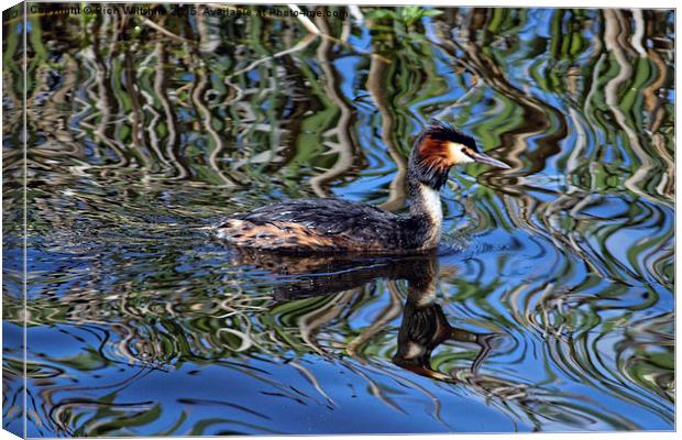  Great Crested Grebe Canvas Print by Rich Wiltshire