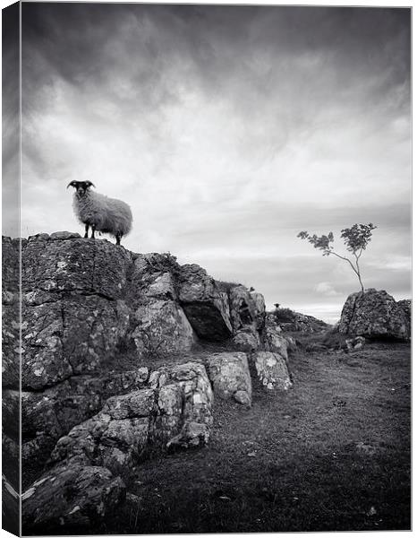  Sheep in mono Canvas Print by Scott Robertson