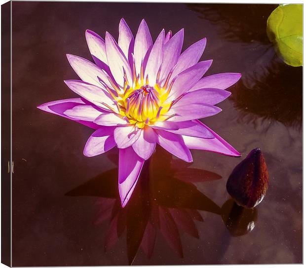  Stunning Water Lily Canvas Print by scott innes