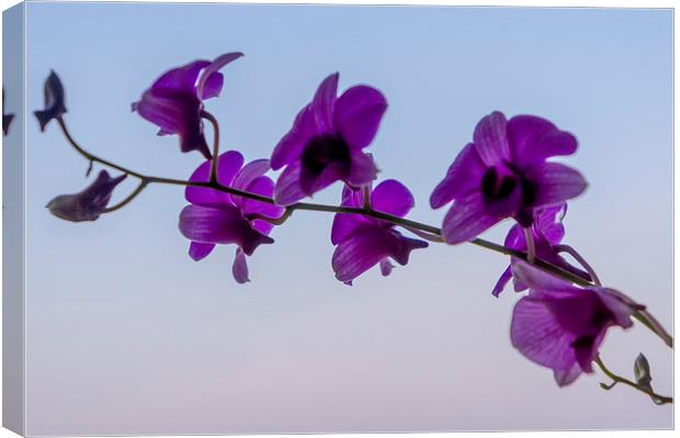  Orchids Canvas Print by scott innes