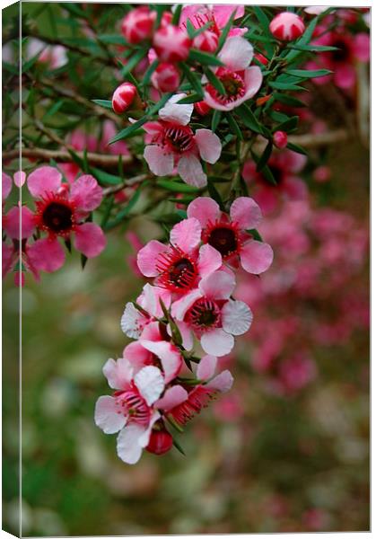  Pink Flower Canvas Print by Alan Waters