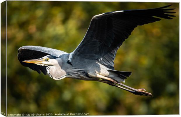Heron In Flight Canvas Print by Ray Abrahams